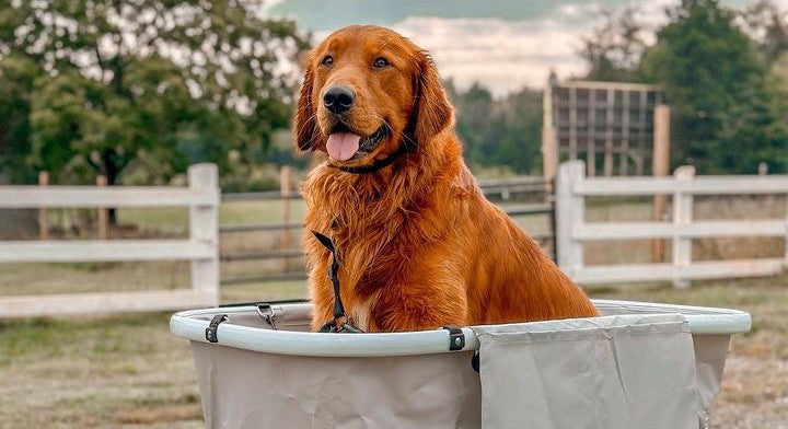 Bathing Your Dog: A Vet's Guide to Keeping Your Canine Clean and Happy
