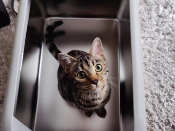 Stainless steel cat litter box with a sleek, modern design and a functional lid.