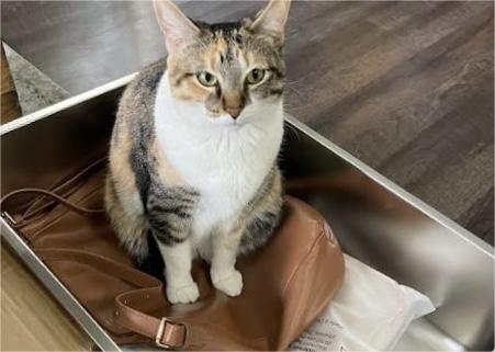 Stainless Steel Litter Boxes: Worth the Investment?