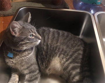 How to Choose the Perfect Stainless Steel Litter Box