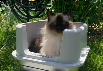 Longevity and Durability of Stainless Steel Litter Boxes