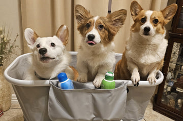 The Golden Rule of Bathing Pets: Finding the Right Frequency for Your Fur Babies