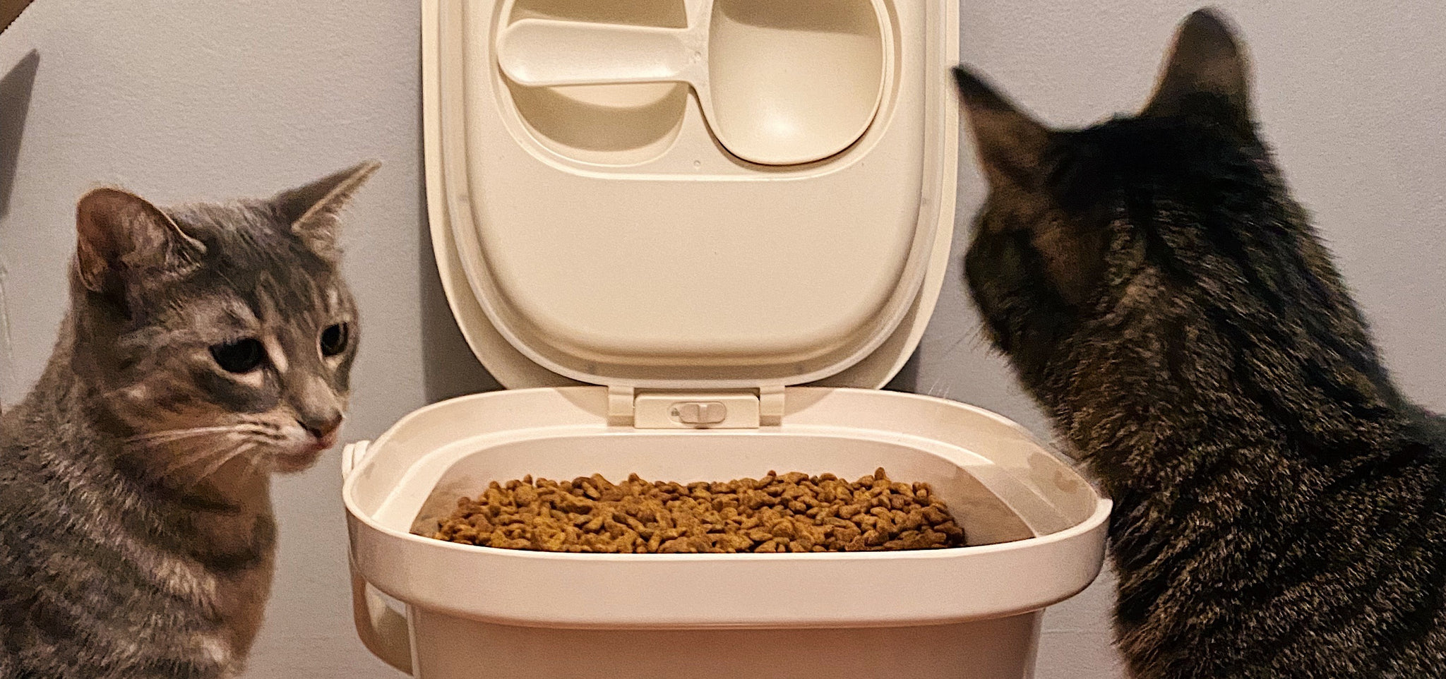 Properly Storing Cat Food: A Guide for Feline Enthusiasts.