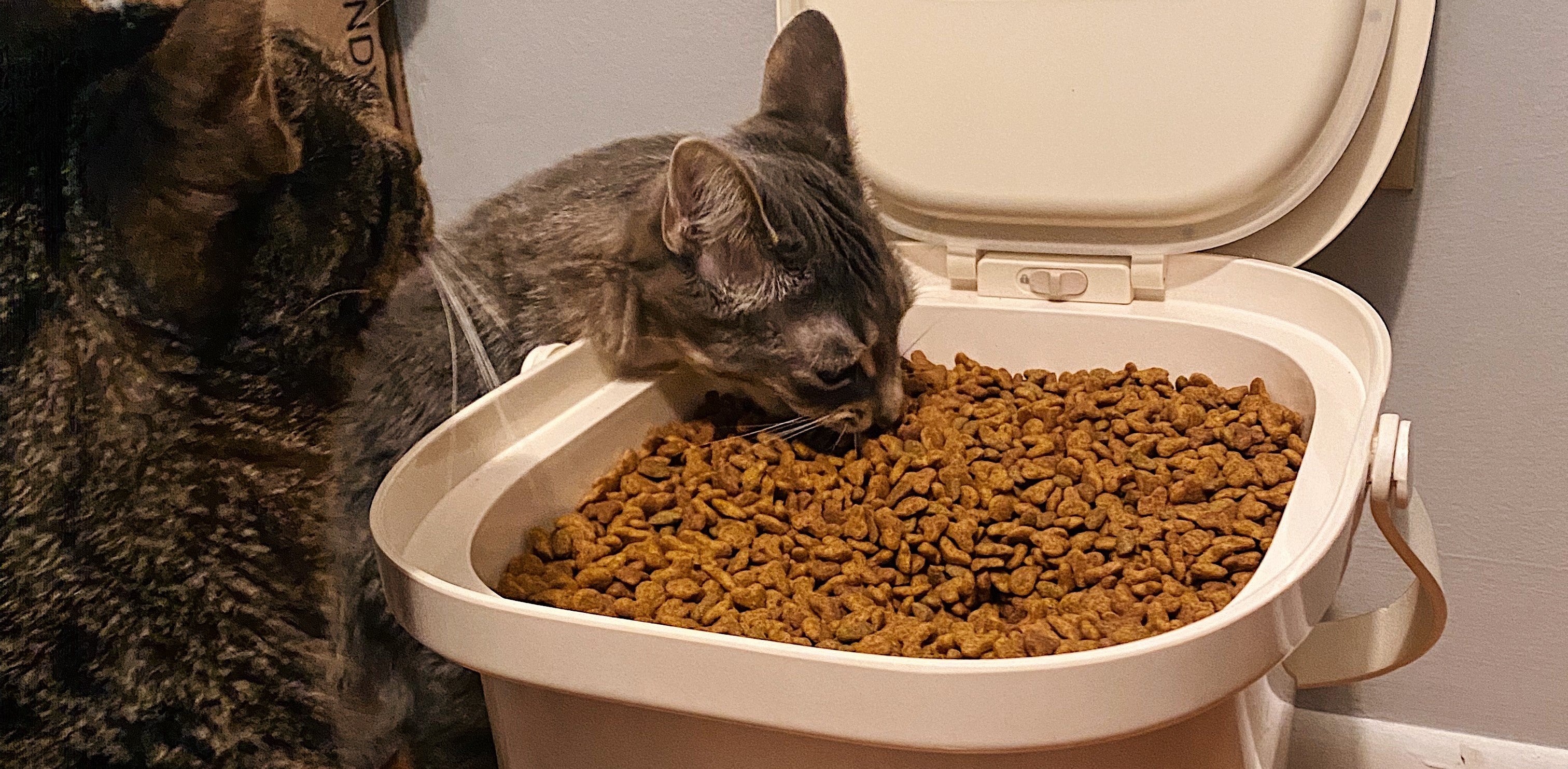 Pawsitively Healthy A Guide to Maintaining a Healthy Weight in Cats