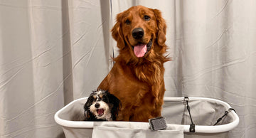 Brrr, Bath Time! Winter Tips for Happy Doggies