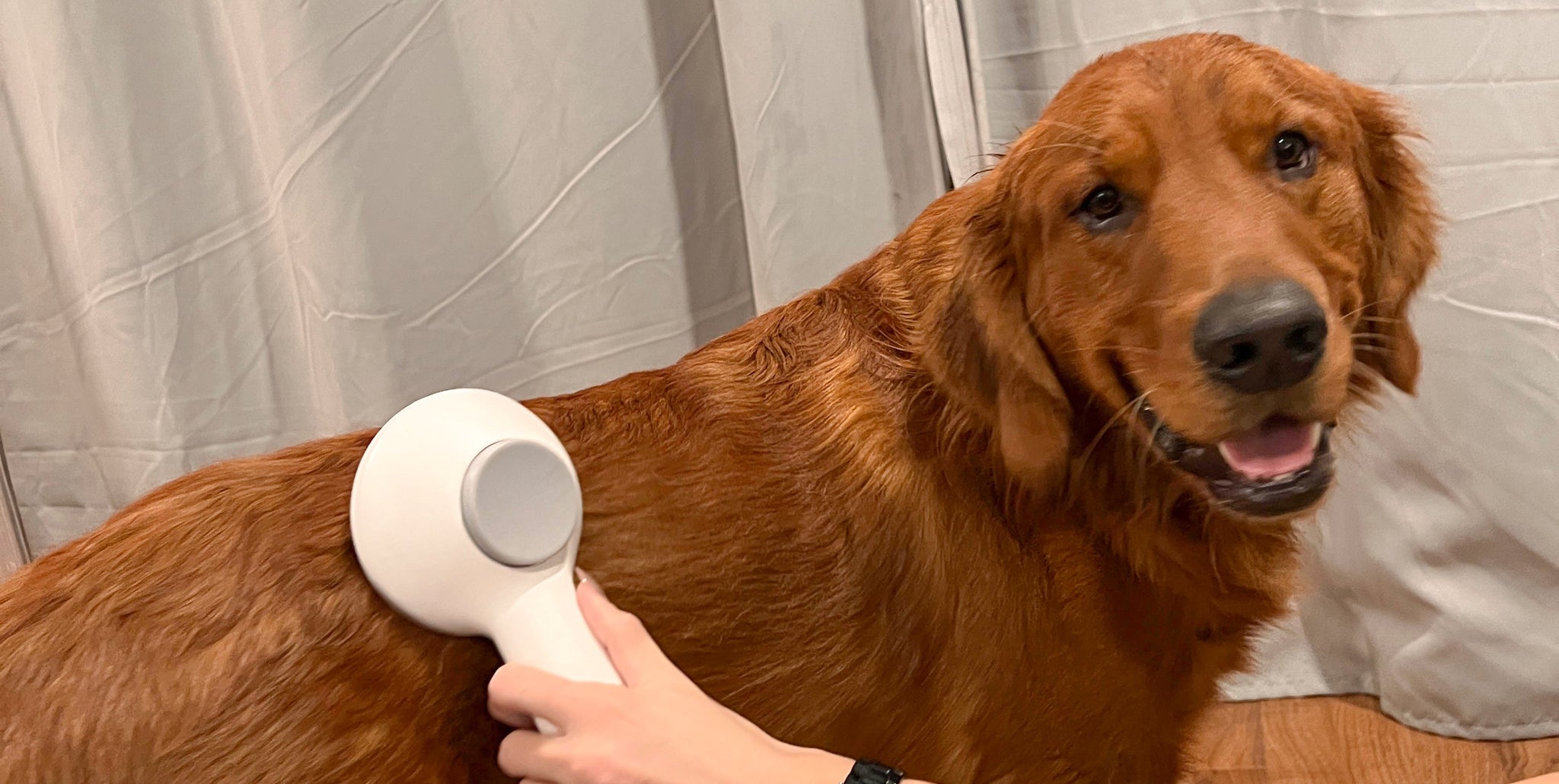 The Benefits of Dog Grooming: More Than Just a Pretty Pooch