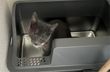 How to Clean Your Stainless Steel Litter Box