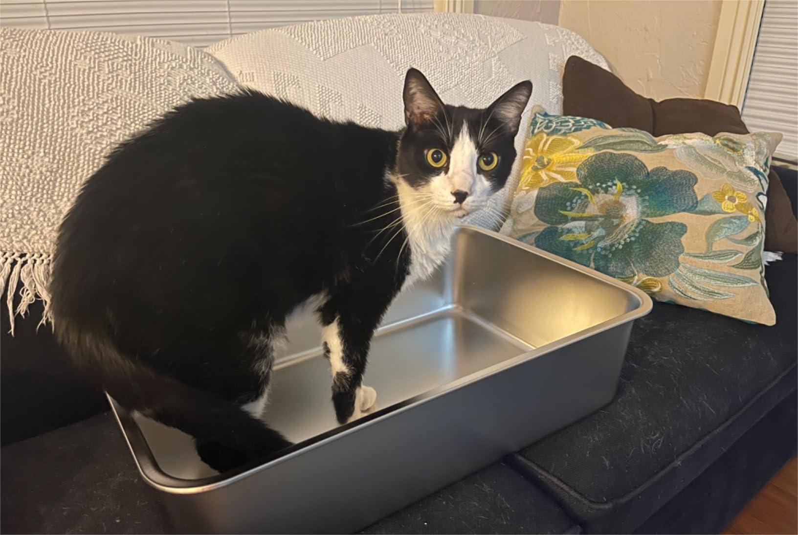 Troubleshooting Common Issues with Stainless Steel Litter Boxes