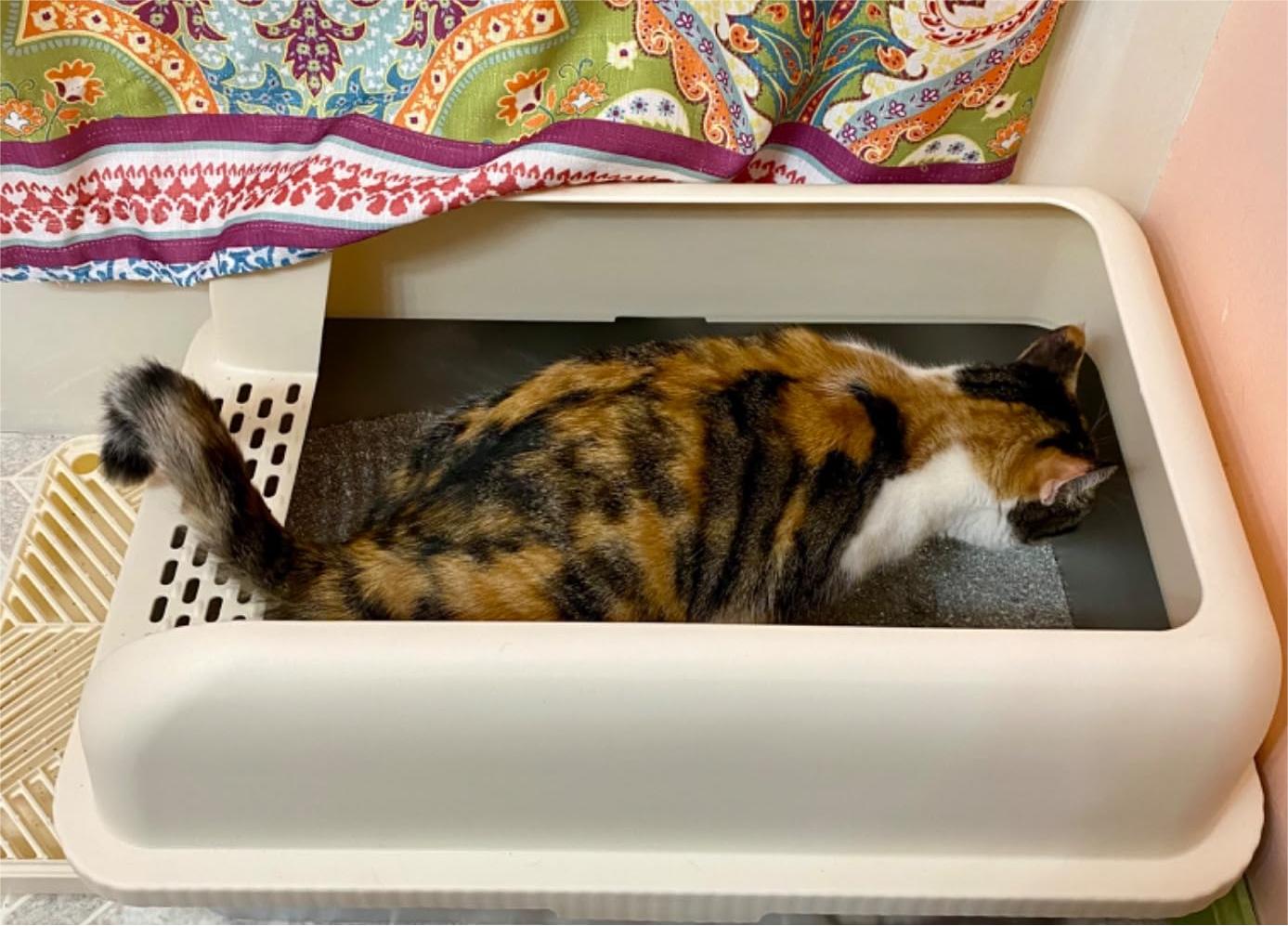 Why Your Cat Needs a Stainless Steel Litter Box