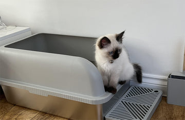 Size and Shape Considerations for Stainless Steel Litter Boxes